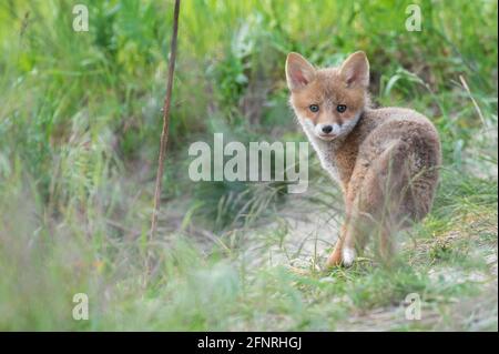 Ein junger Fuchs sieht neugierig aus Stockfoto