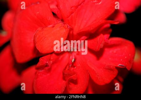 Rote Geranienblume Nahaufnahme Familie geraniaceae Hintergrund botanisch modern Hochwertige Großformatdrucke Stockfoto