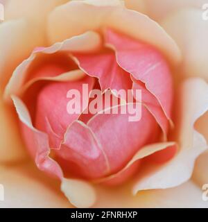 „über Gesicht“-Rosenblume in Blüte. Städtischer Rosengarten, San Jose, Kalifornien, USA. Stockfoto