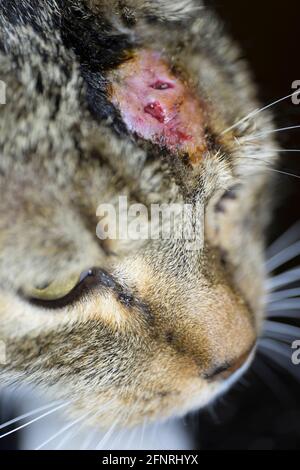 Katze mit Abszess und Entzündung durch Bisswunde am Kopf Stockfoto