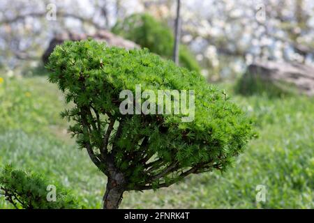 Larix, Nahaufnahme eines cremefarbenen Astes eines Lärchenbaums, getrimmt im Stil eines Bonsai-Baumes Stockfoto