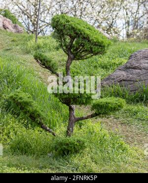 Larix, Lärchenbaum, im Stil eines Bonsai-Baumes geschnitten. Zierpflanze für die Gartendekoration Stockfoto