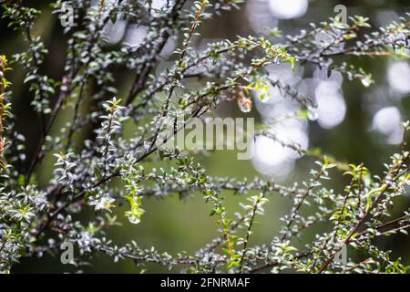 Manuka am Morgen mit Feuchtigkeitströpfchen auf Ästen und Blattspitzen. Stockfoto