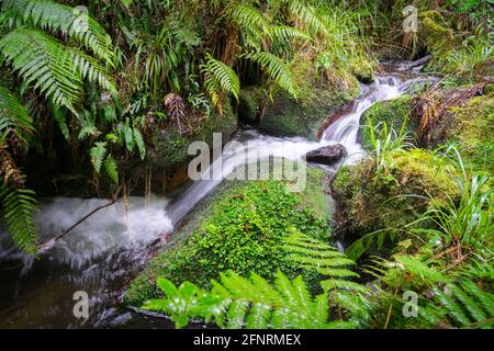 Kleiner Wasserfall, der durch den umgebenden Busch und mit grünem Moos bedeckte Felsen fließt, der von neuseeländischem Busch in der Nähe von Rotorua auf dem Bridal Veils Falls Walk fließt.