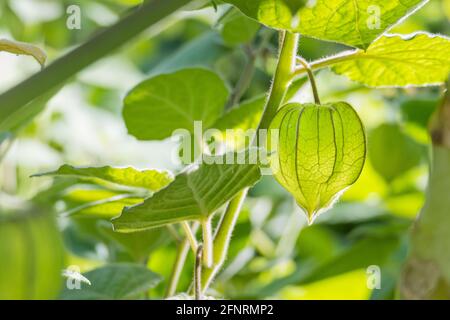 Detailansicht der Frucht in der Scheide des Pflanze wächst im Garten draußen mit Sonnenlicht Stockfoto