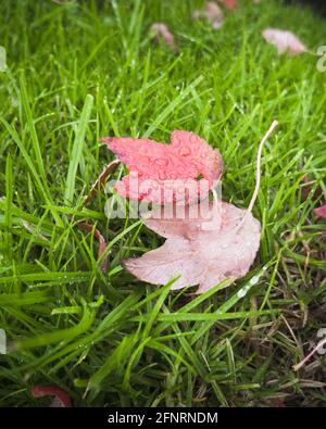 Rote Herbstblätter mit Regentropfen sitzen auf dem grünen Gras, vertikales Format Stockfoto