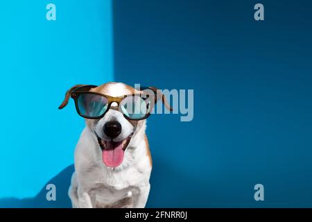 Der junge Jack Russell Terrier trägt eine Sonnenbrille mit hervorstehender Zunge Schaut auf die Kamera, die auf hellblauem Hintergrund in Nahaufnahme sitzt Stockfoto