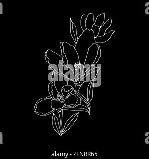 Krokussen Linie Kunst Knospen Blumen mit Blättern 3 Stück schwarz Und weißen Vektor botanische Illustration Hand Zeichnung Skizze Stockfoto