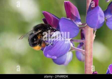 Steinhummel, Stein-Hummel, Bombus lapidarius, Pyrobombus lapidarius, Melanobombus lapidarius, Aombus lapidarius, Weibchen beim Blütenbesuch auf Lupin Stockfoto