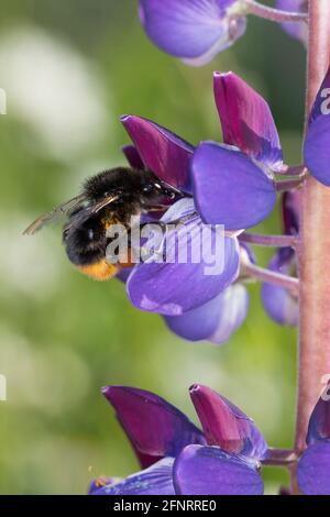 Steinhummel, Stein-Hummel, Bombus lapidarius, Pyrobombus lapidarius, Melanobombus lapidarius, Aombus lapidarius, Weibchen beim Blütenbesuch auf Lupin Stockfoto