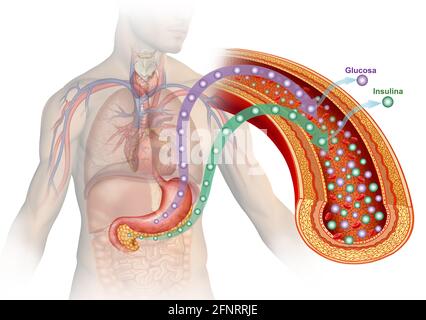 Illustration Glukose und Insulin. Insulin ist ein Hormon, das Blutzucker oder Glukose in die Zellen als Hauptenergiequelle des Körpers überführen lässt. Stockfoto