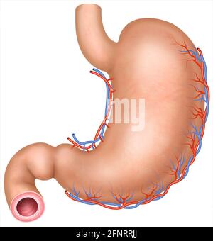 Illustration und Anatomie des menschlichen Magens. Der Magen ist ein Teil des Verdauungssystems, es geht um die Zerschlagung und Mahlen von Lebensmitteln. Stockfoto