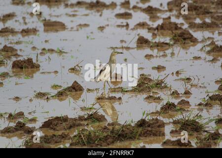 Natürliche Ansicht eines Reiher auf einem geernteten schlammigen Reis Angezeigt Stockfoto