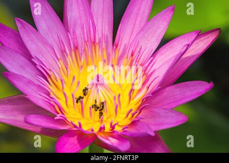 Nahaufnahme einer rosa Seerose mit Biene auf dem Teich Stockfoto