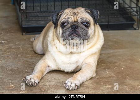 Schöner einsamer brauner Moorhund sitzt auf dem Boden Stockfoto