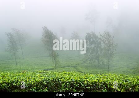 Ausgezeichnete gepflegte Ceylon Tee (orange pekoe in Camellia sinensis) Plantagen im Winter (nebliges Wetter). Plantage ist von Überresten umgeben Stockfoto