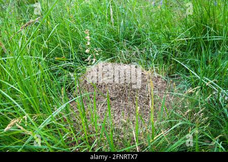 Ein Ameisenhaufen auf der Wiese (Formica pratensis) Stockfoto