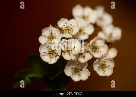 Weiße Blütenblüte aus nächster Nähe auf schwarzem Hintergrund Crataegus monogyna Familie rosaceae botanische moderne hochwertige große Drucke Stockfoto