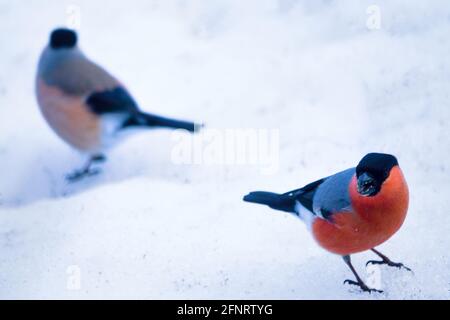 Bullfinch-Paar ernährt sich von gefallenen Samen im Schnee Stockfoto