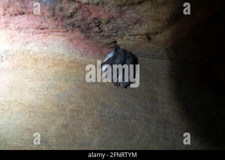 Überwintern (Winterschlaf) von Fledermäusen in Steinbrüchen in Nordosteuropa. Wahrscheinlich Whiskered-Fledermaus (Myotis mystacinus) Stockfoto