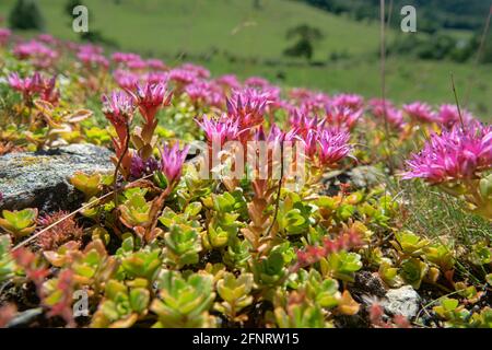 Kaukasischer Steinkropf, zweireihiger Steinkropf (Sedum spurium) auf den Almen an den Felsaufschlüssen. Nordkaukasus. 2500 m ü. D. M. Angestammte Plantspro Stockfoto