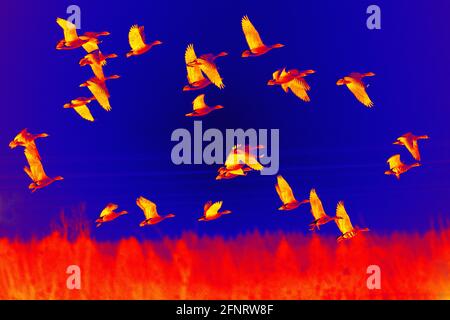 Unterart der Waldbohnengans (Anser fabalis fabalis) im Flug auf nächtlichem Hintergrund. Scannen der Körpertemperatur des Tieres mit einer Wärmebildkamera Stockfoto