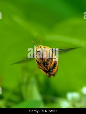 Xylocopa aestuans, Holzbiene, Männchen im Flug Stockfoto