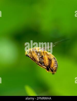 Xylocopa aestuans, Holzbiene, Männchen im Flug Stockfoto