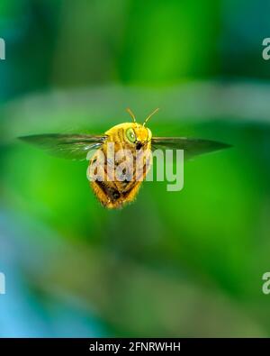 Xylocopa aestuans, Holzbiene, Männchen im Flug Stockfoto