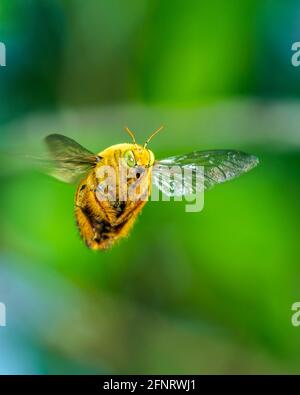 Xylocopa aestuans, Holzbiene, Männchen im Flug Stockfoto