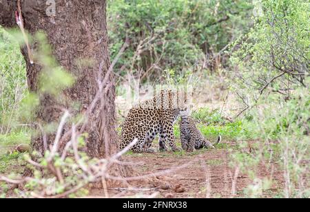 Eine Leopardenmutter und ihr Junge unter einem Baum wo Sie hat ihren Impala-Tod in der Savanne des südlichen Afrika verstaut Stockfoto