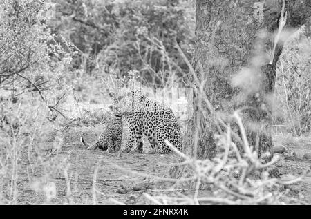 Eine Leopardenmutter und ihr Junge unter einem Baum wo Sie hat ihren Impala-Tod in der Savanne des südlichen Afrika verstaut Stockfoto