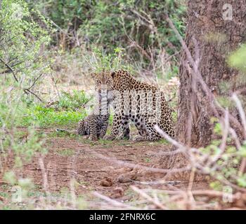 Eine Leopardenmutter und ihr Junge unter einem Baum wo Sie hat ihren Impala-Tod in der Savanne des südlichen Afrika verstaut Stockfoto