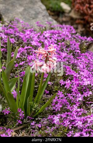 Blühende Hisazinthen unter flieder Aubrieta deltoidea blüht im Sommer Garten Stockfoto