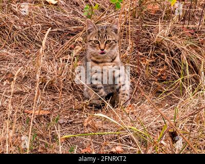 Eine Katze, die im trockenen Gras sitzt, leckt sich den Mund Stockfoto