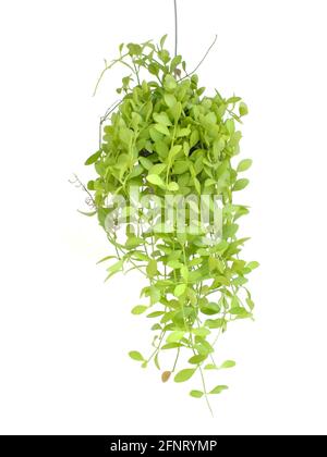 Grünes Haus Efeu Pflanze Hanging in Blumentopf isoliert auf weißem Hintergrund Stockfoto