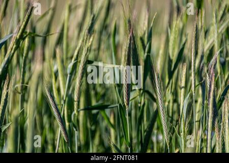 Nahaufnahme des jungen grünen Weizens in einem Weizenfeld An einem sonnigen Frühlingstag Stockfoto