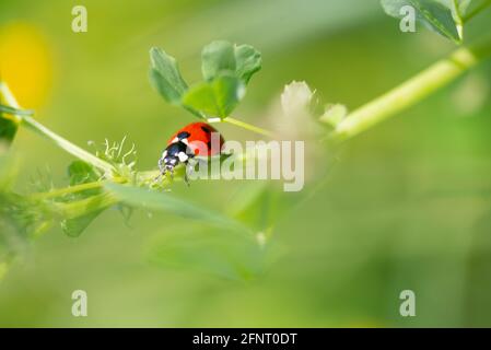 Marienkäfer (Coccinella septempunctata), der auf einer leuchtend grünen Graswiese klettert Stockfoto