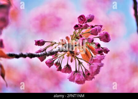 Nahaufnahme eines rosa japanischen Kirschblütenzweiges mit einem weichen und rosa Hintergrund - Setagayapark, Wien, Österreich Stockfoto