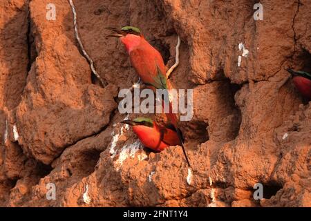 Afrika, Sambia, Carmine-Bienenfresser Stockfoto