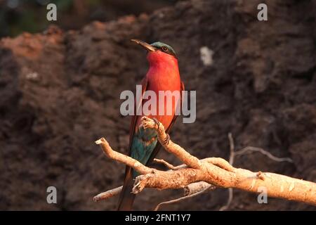 Afrika, Sambia, Carmine-Bienenfresser Stockfoto