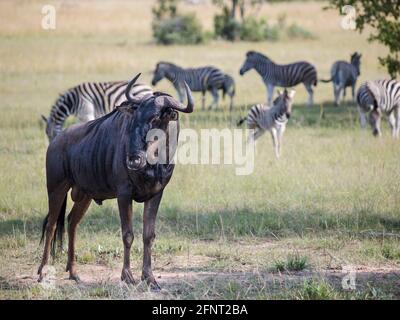 Ein Gnus (gnu), der vor der Kamera steht, mit einer Herde Zebras, die im Hintergrund auf den Ebenen grasen Stockfoto
