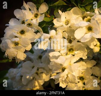 Am frühen Abend Sonnenlicht fangen die Blüte von Exochorda × macrantha, allgemein bekannt als die Braut. Stockfoto