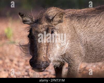 Warthog Baby Nahaufnahme Porträt seines Gesichts Blick auf die Kamera Stockfoto