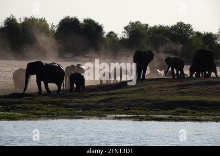 Afrika, Botswana, Elefantenherde entlang des Chobe-Flusses Stockfoto