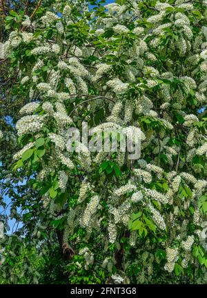 Vogelkirsche Äste in voller Blüte Nahaufnahme im Garten - Frühling floralen Hintergrund. Die Schönheit der Natur im Frühling - weiß riechende Wolken Stockfoto