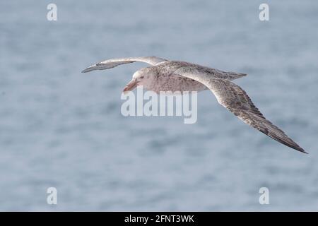 Hall's oder Northern Giant Petrel ( Macronectes halli) Off Shag Felsen im südatlantik zwischen südgeorgien Und die falklandinseln Stockfoto