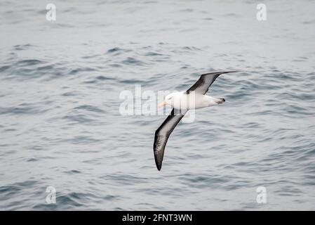 Black Brown Albatross vor Shag Rocks zwischen Südgeorgien und Falkland-Inseln Stockfoto