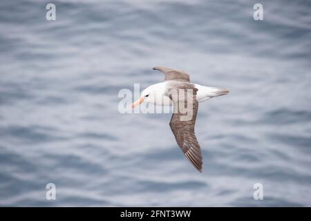 Black Brown Albatross vor Shag Rocks zwischen Südgeorgien und Falkland-Inseln Stockfoto