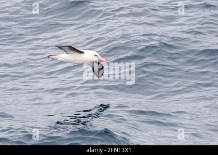 Black Brown Albatross vor Shag Rocks zwischen Südgeorgien und Falkland-Inseln Stockfoto